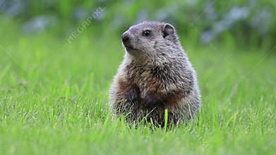 Young groundhog stands in green grass on spring morning moving mouth