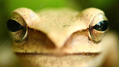 Flying Tree Frog Macro Head And Eyes Portrait Close Up