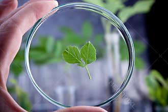 Modifying genes of plants