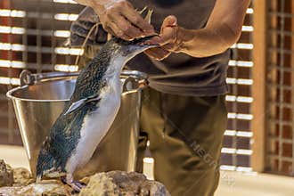 Volunteer cares and feeds injured penguin at Penguin Island, Rockingham, Western Australia