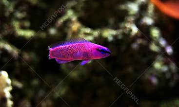 Orchid Dottyback - Pseudochromis fridmani