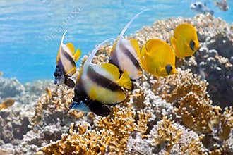 Shoal of bannerfish and butterflyfish