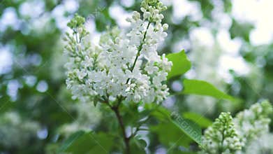 Close up for blossoming white lilac bushes white on bright sky background. Stock footage. Springtime landscape with