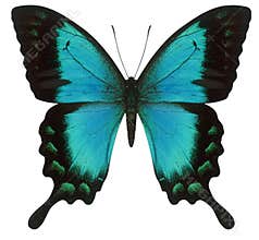 Swallowtail butterfly