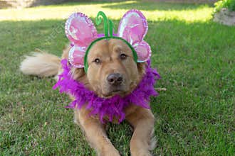 Dog wearing a butterfly headband with boa