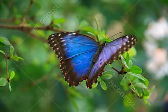 Blue Morpho Butterfly
