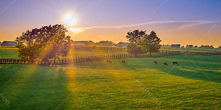 Thoroughbred Horses Grazing at Sunset