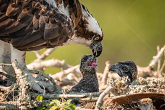 Closeup of Osprey Family in the Nest