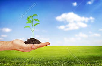 Hand holding a plant