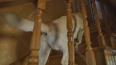 The dog climbs up the stairs
