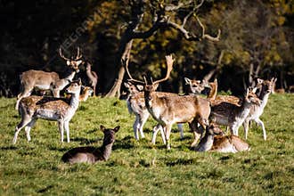 Deers at Phoenix Park. Dublin. Ireland