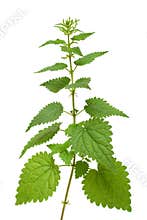 Nettle plant
