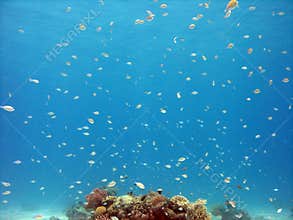 Tropical Fish background