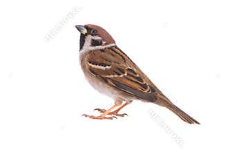 sparrow on a white
