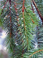pine tree branches with rain drops of morning dew on a cold winters day in close up