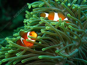 Clownfish and anemone