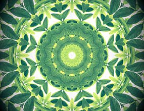 Abstract green color nature background, tropical green leaves wi