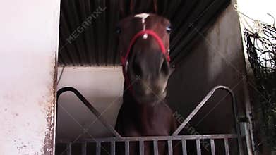 Silly young thoroughbred race horse in barn stall