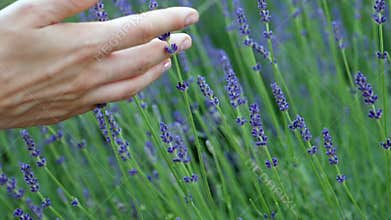 Woman playing with the hand in lavender