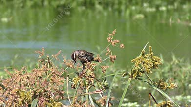 Red-Winged Blackbird female with some nesting material
