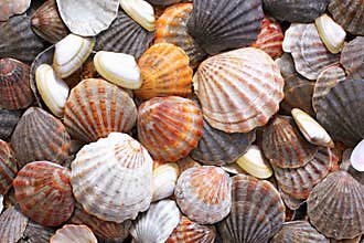 Sea shells background