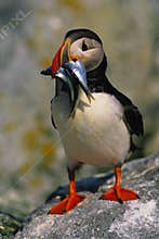 Atlantic Puffin With food