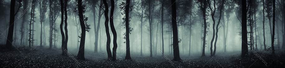 Mysterious forest scene panorama