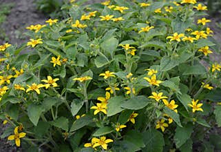 Chrysogonum virginianum - golden star