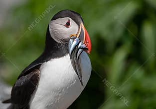 Atlantic Puffin in Maine