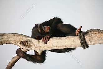 Chimpanzee