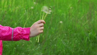 Scatter dandelion seeds