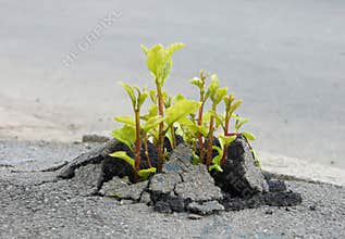 Sprout through asphalt