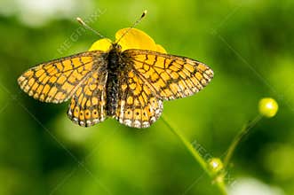 Orange and black butterfly in nature