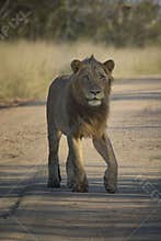 Young male lion walking on a sand road looking alert