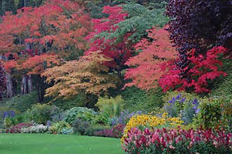Trees in Butchart Gardens