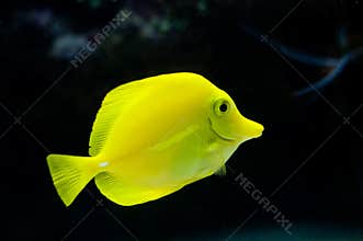 Tropical fish