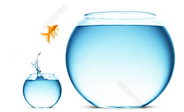 Goldfish jumping out of the water