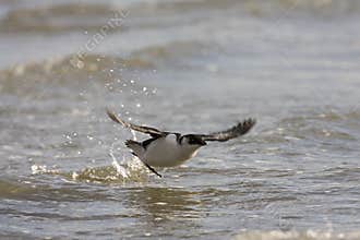 Little Auk, Kleine Alk, Alle alle