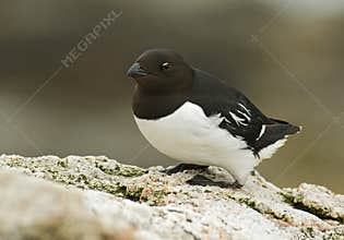 Little Auk, Kleine Alk, Alle alle