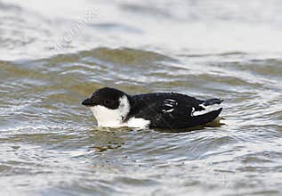 Kleine Alk,Little Auk, Alle alle