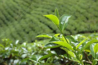 Tea plantation in Nuwara Eliya,Ceylon