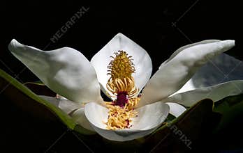 White magnolia flower closeup on black background