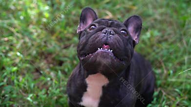 French bulldog playing outside