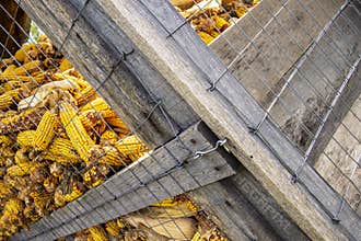 Corn-crib