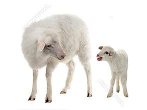 Baby and sheep on a white