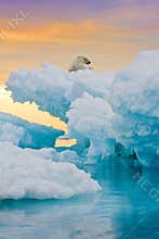 Polar Bear on Frozen Outcrop