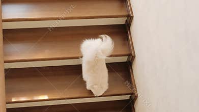 Dog slow motion down stairs. Media. Light funny white terrier goes down the internal wooden stairs inside the house