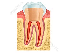 Anatomy of the tooth