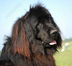 Newfoundland dog
