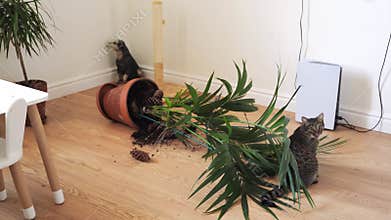 Tabby cat dropped and broken plant pot while playing with plant. Palm plant overturned at home by pet.